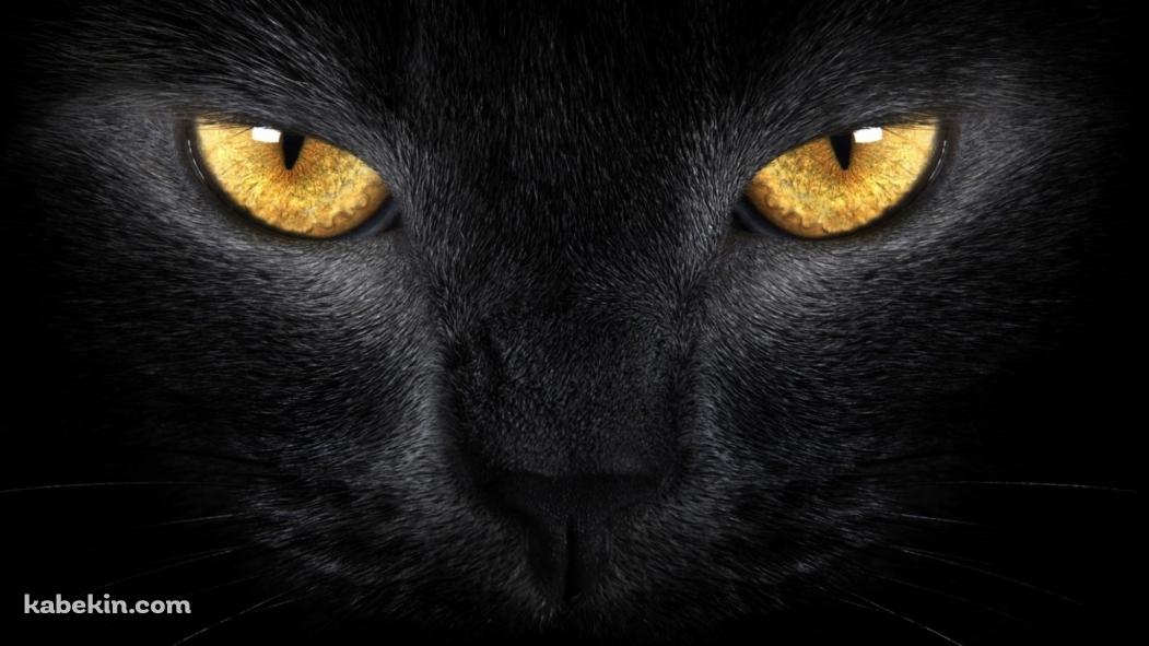 黄色い眼をした黒い猫の壁紙(1051px x 591px) 高画質 PC・デスクトップ用