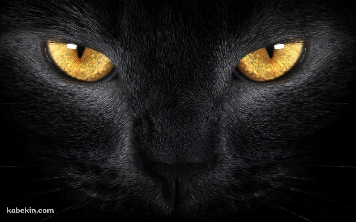 黄色い眼をした黒い猫の壁紙(1152px x 720px) 高画質 PC・デスクトップ用