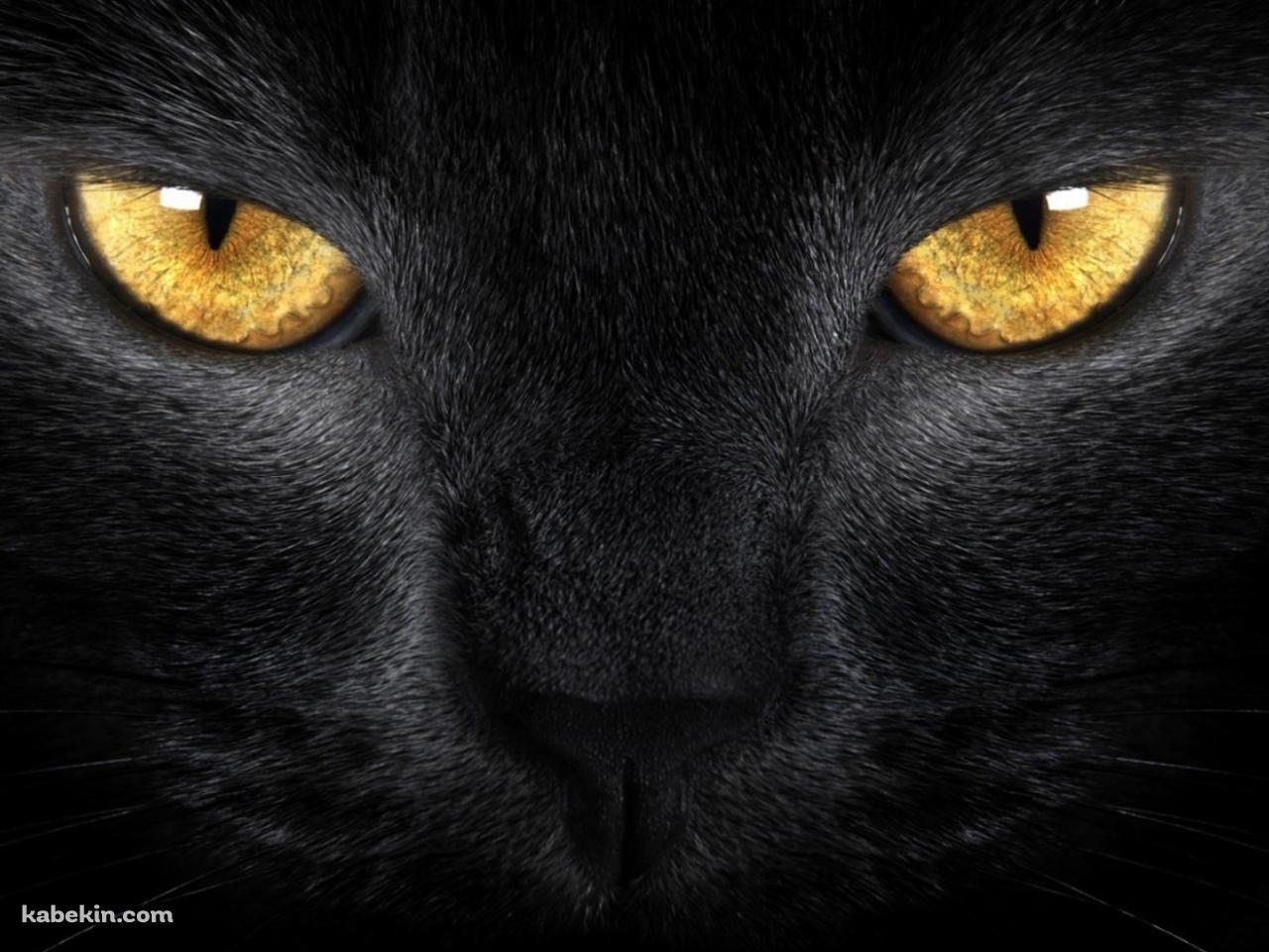 黄色い眼をした黒い猫の壁紙(1280px x 960px) 高画質 PC・デスクトップ用