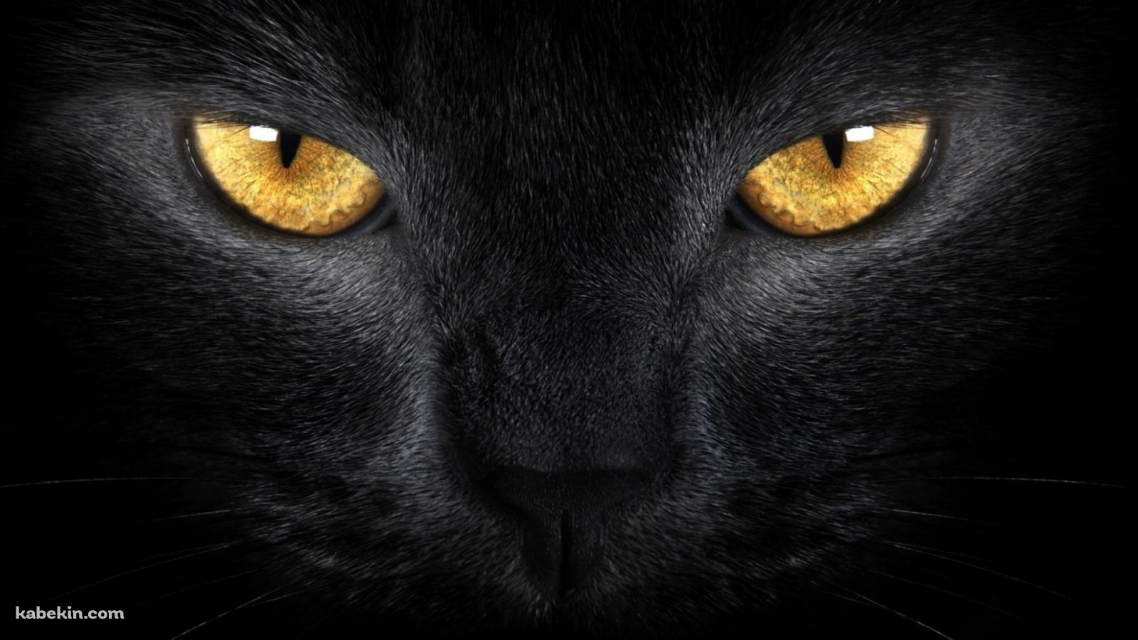 黄色い眼をした黒い猫の壁紙(1600px x 900px) 高画質 PC・デスクトップ用