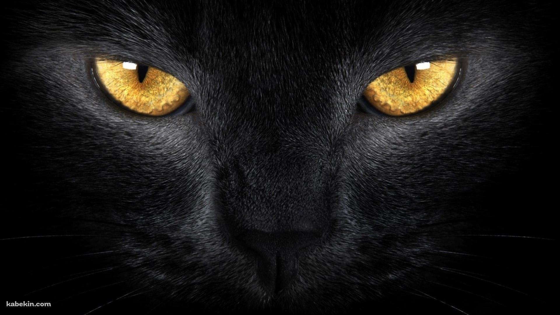 黄色い眼をした黒い猫の壁紙(1920px x 1080px) 高画質 PC・デスクトップ用