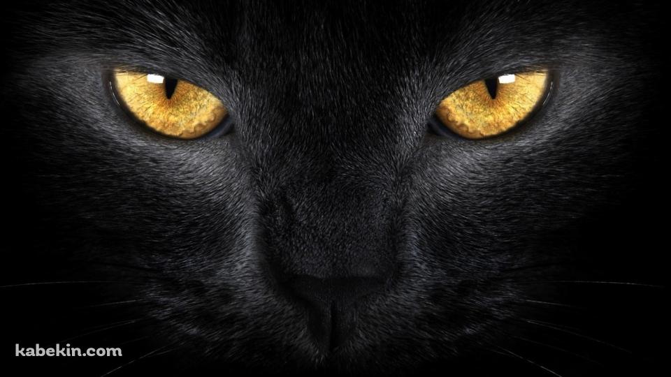 黄色い眼をした黒い猫の壁紙(960px x 540px) 高画質 PC・デスクトップ用