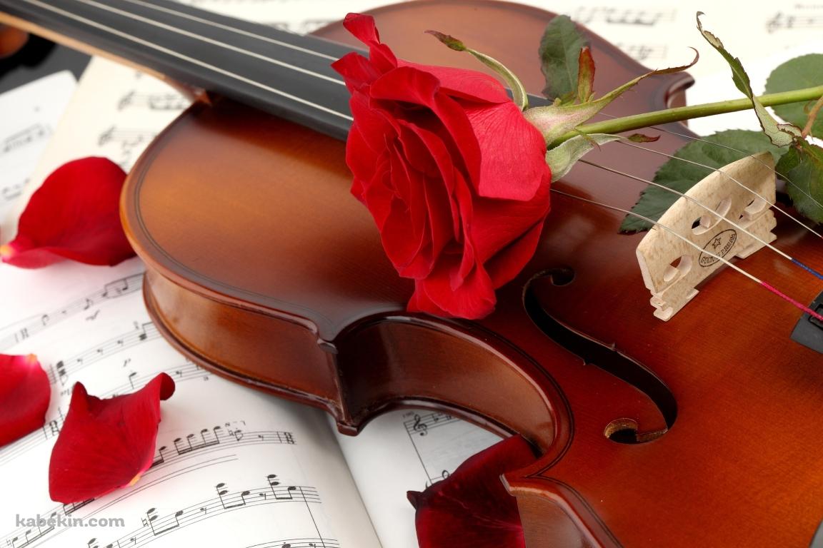 バイオリンと赤い薔薇の壁紙(1152px x 768px) 高画質 PC・デスクトップ用