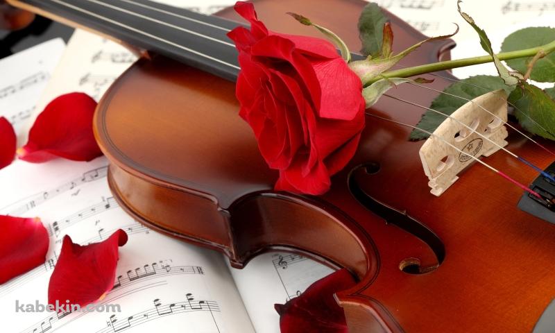 バイオリンと赤い薔薇の壁紙(800px x 480px) 高画質 PC・デスクトップ用