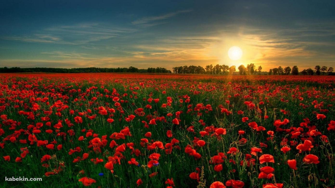赤い花のガーデンの壁紙(1391px x 783px) 高画質 PC・デスクトップ用