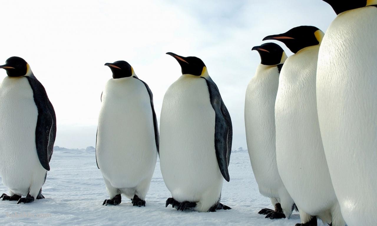 ペンギンの群れの壁紙(1280px x 768px) 高画質 PC・デスクトップ用