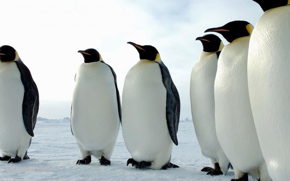 ペンギンの群れの壁紙(960px x 600px) 高画質 PC・デスクトップ用