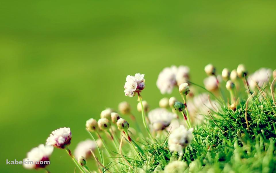 アングルシー島の花の壁紙(960px x 600px) 高画質 PC・デスクトップ用