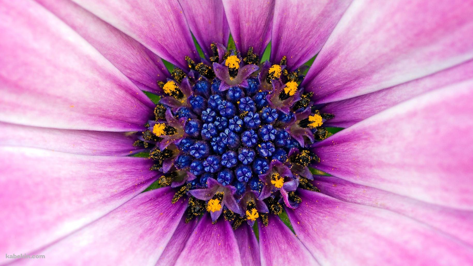 紫の大きな花の壁紙(1829px x 1029px) 高画質 PC・デスクトップ用