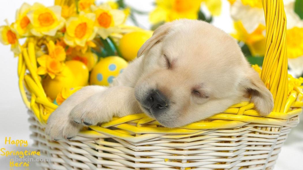 籠の寝る犬の壁紙(1051px x 591px) 高画質 PC・デスクトップ用