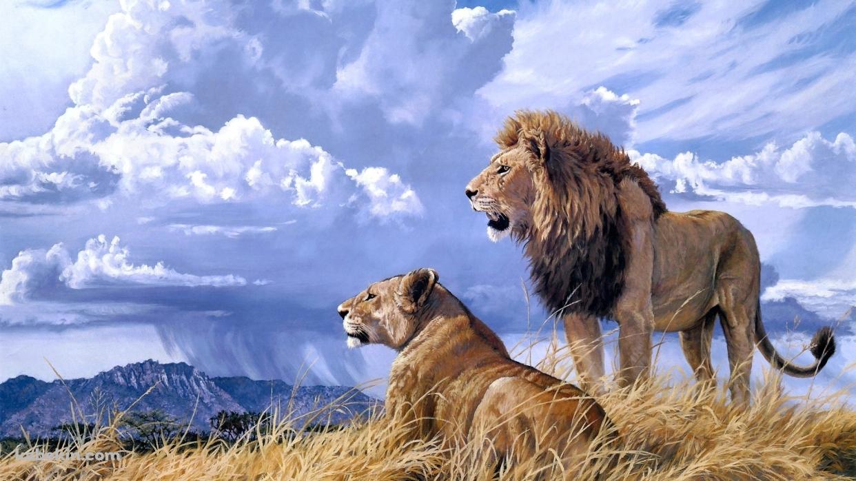 ライオンの夫婦の壁紙(1242px x 698px) 高画質 PC・デスクトップ用
