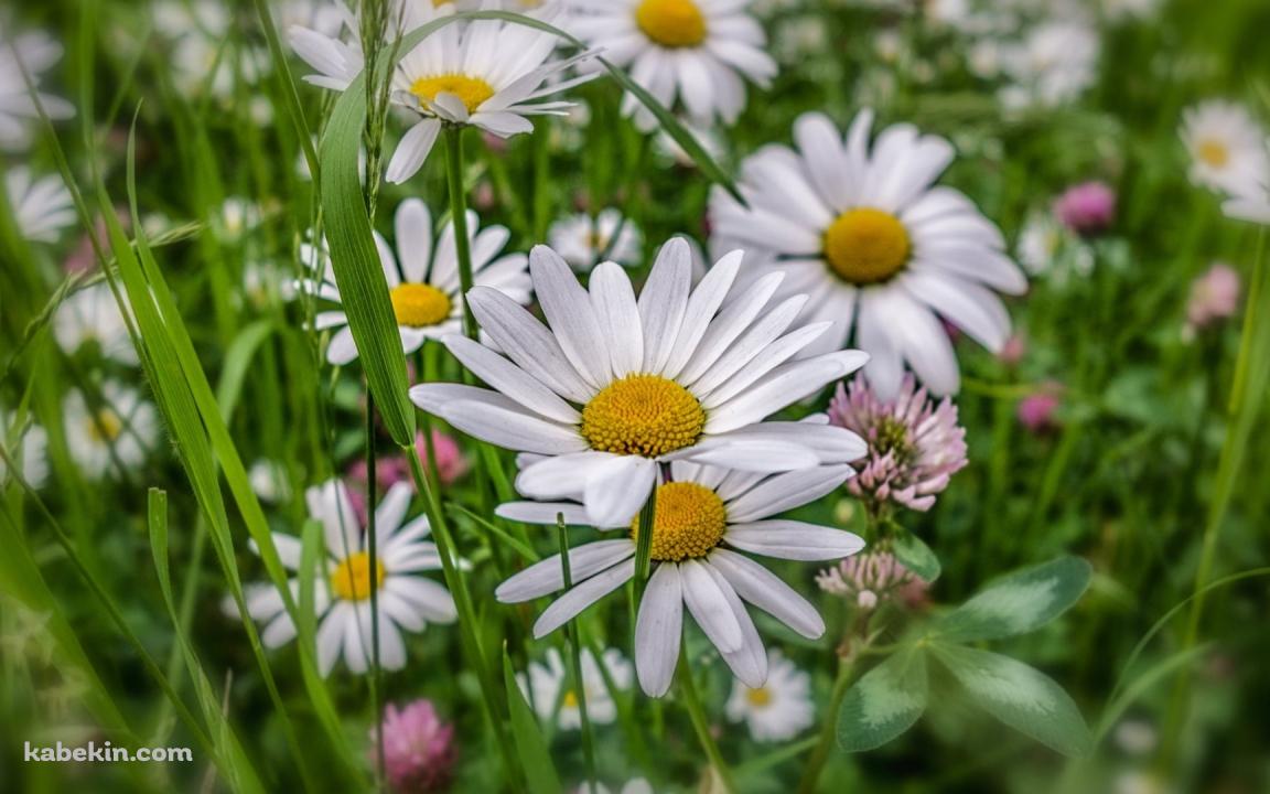 カモミール 草 白い花の壁紙(1152px x 720px) 高画質 PC・デスクトップ用