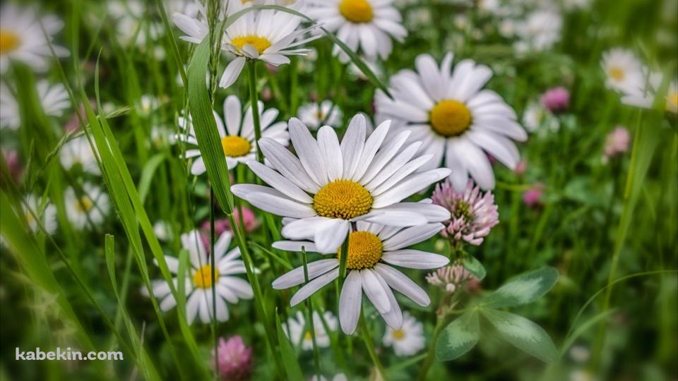 カモミール 草 白い花の壁紙(960px x 540px) 高画質 PC・デスクトップ用