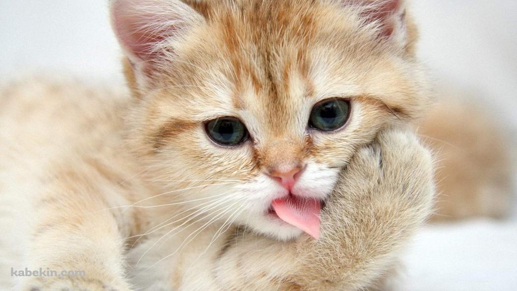 手をなめる猫の壁紙(1051px x 591px) 高画質 PC・デスクトップ用