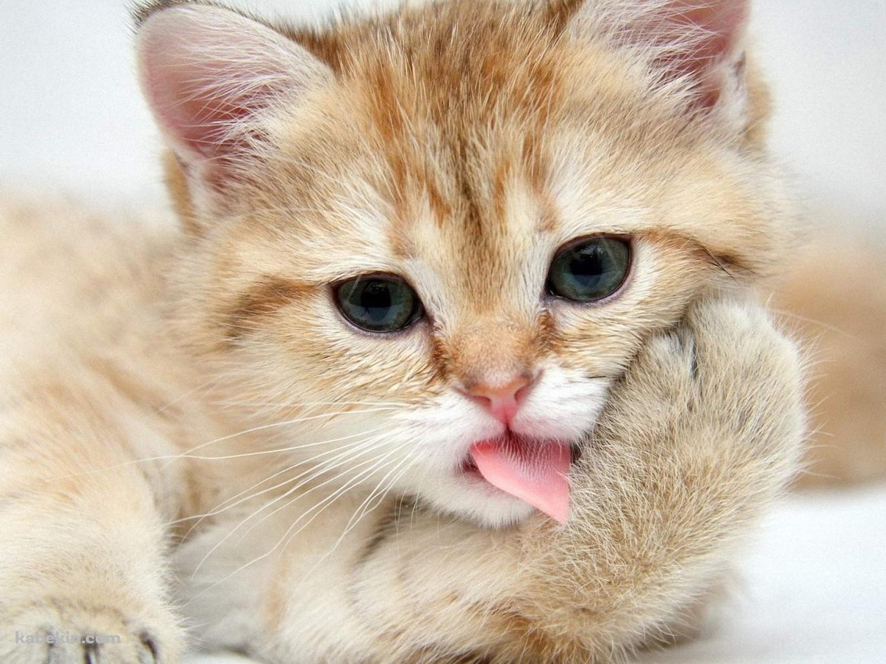 手をなめる猫の壁紙(1280px x 960px) 高画質 PC・デスクトップ用