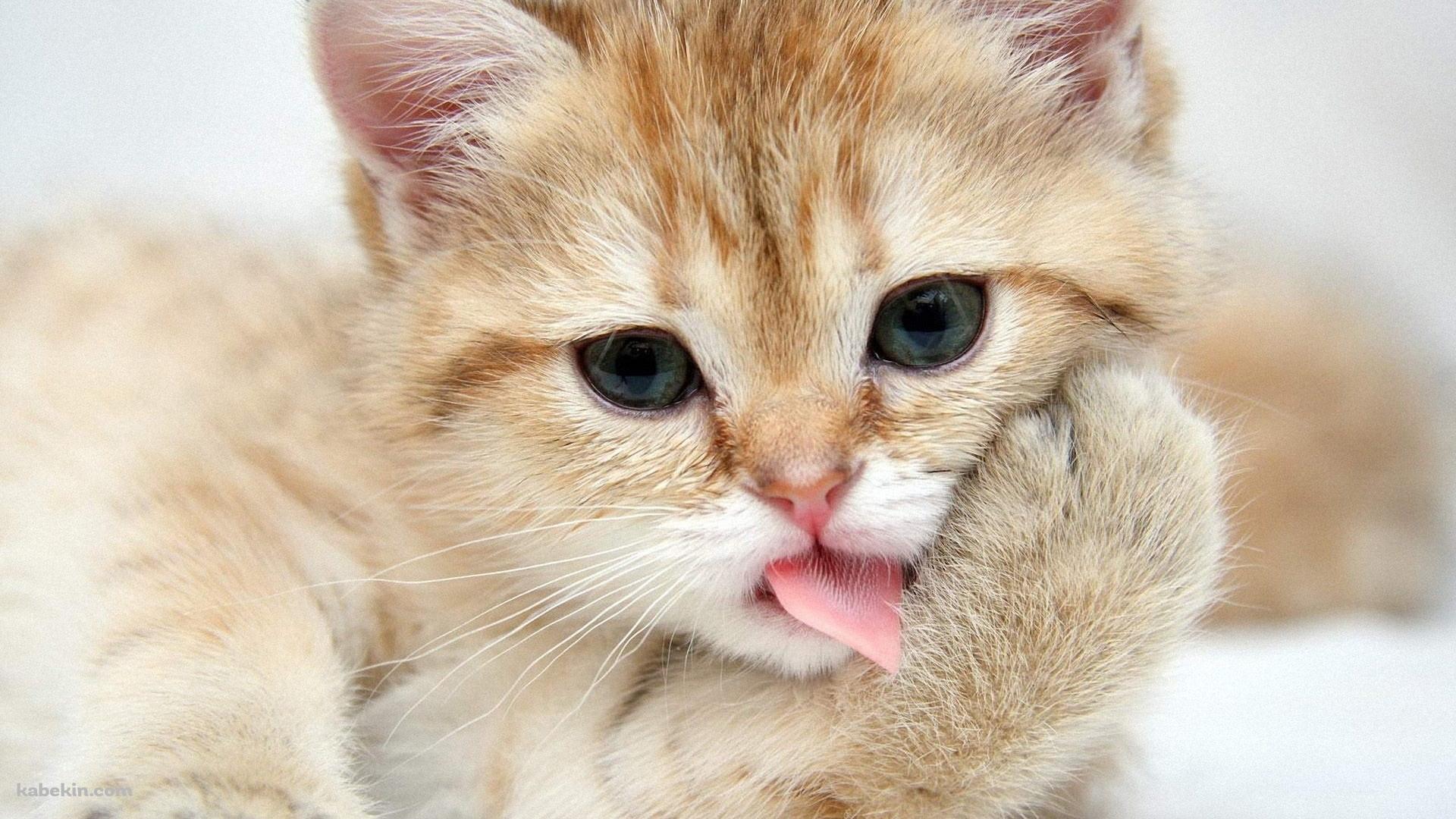 手をなめる猫の壁紙(1920px x 1080px) 高画質 PC・デスクトップ用