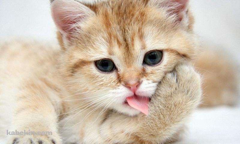 手をなめる猫の壁紙(800px x 480px) 高画質 PC・デスクトップ用