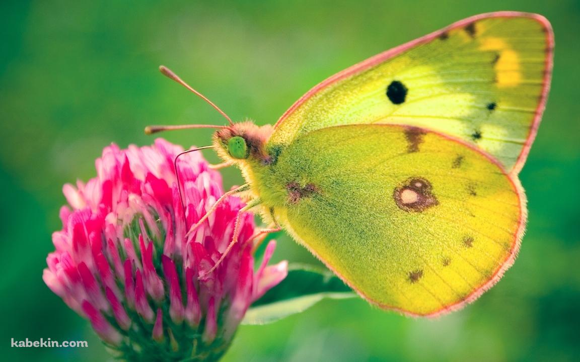 黄色い蝶と赤い花の壁紙(1152px x 720px) 高画質 PC・デスクトップ用