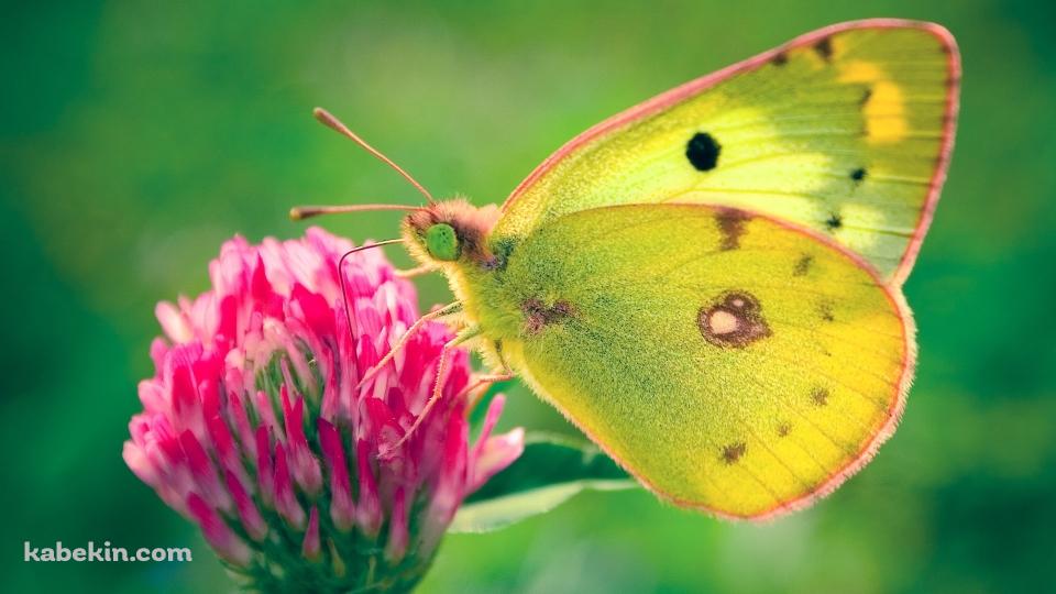黄色い蝶と赤い花の壁紙(960px x 540px) 高画質 PC・デスクトップ用