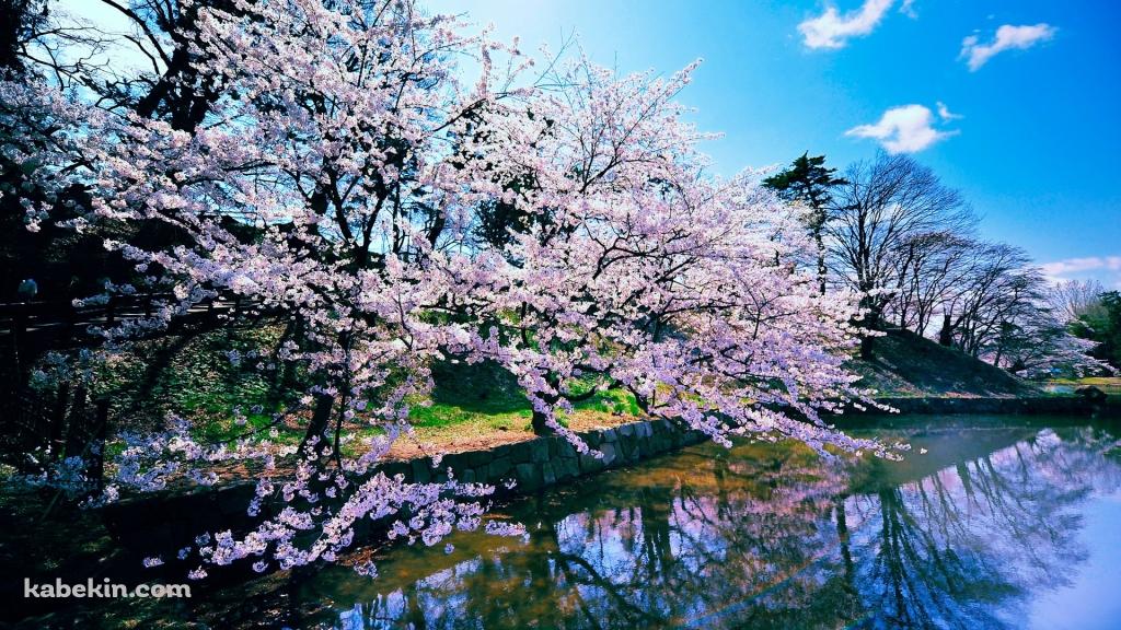 鏡面する桜の木の壁紙(1024px x 576px) 高画質 PC・デスクトップ用