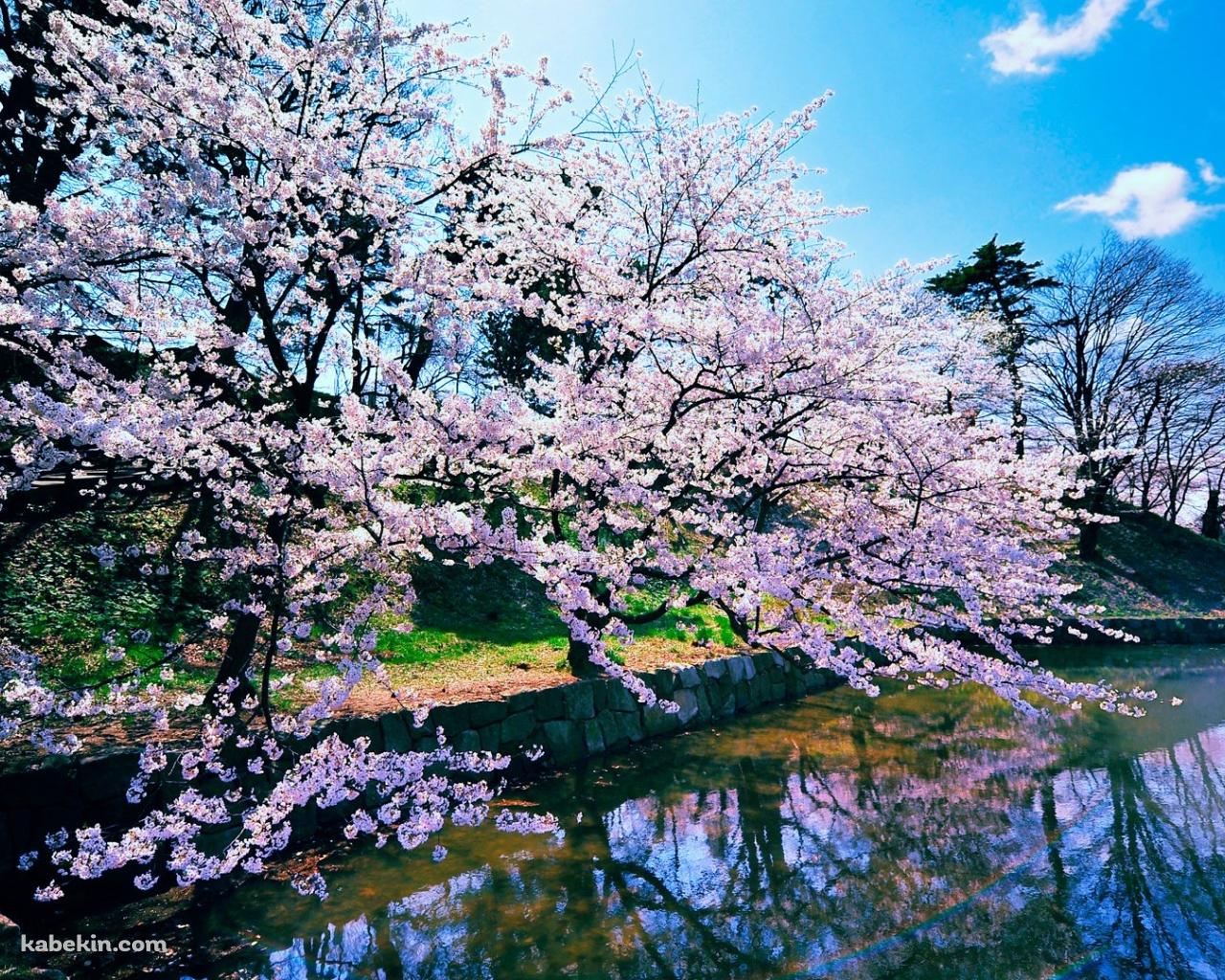 鏡面する桜の木の壁紙(1280px x 1024px) 高画質 PC・デスクトップ用