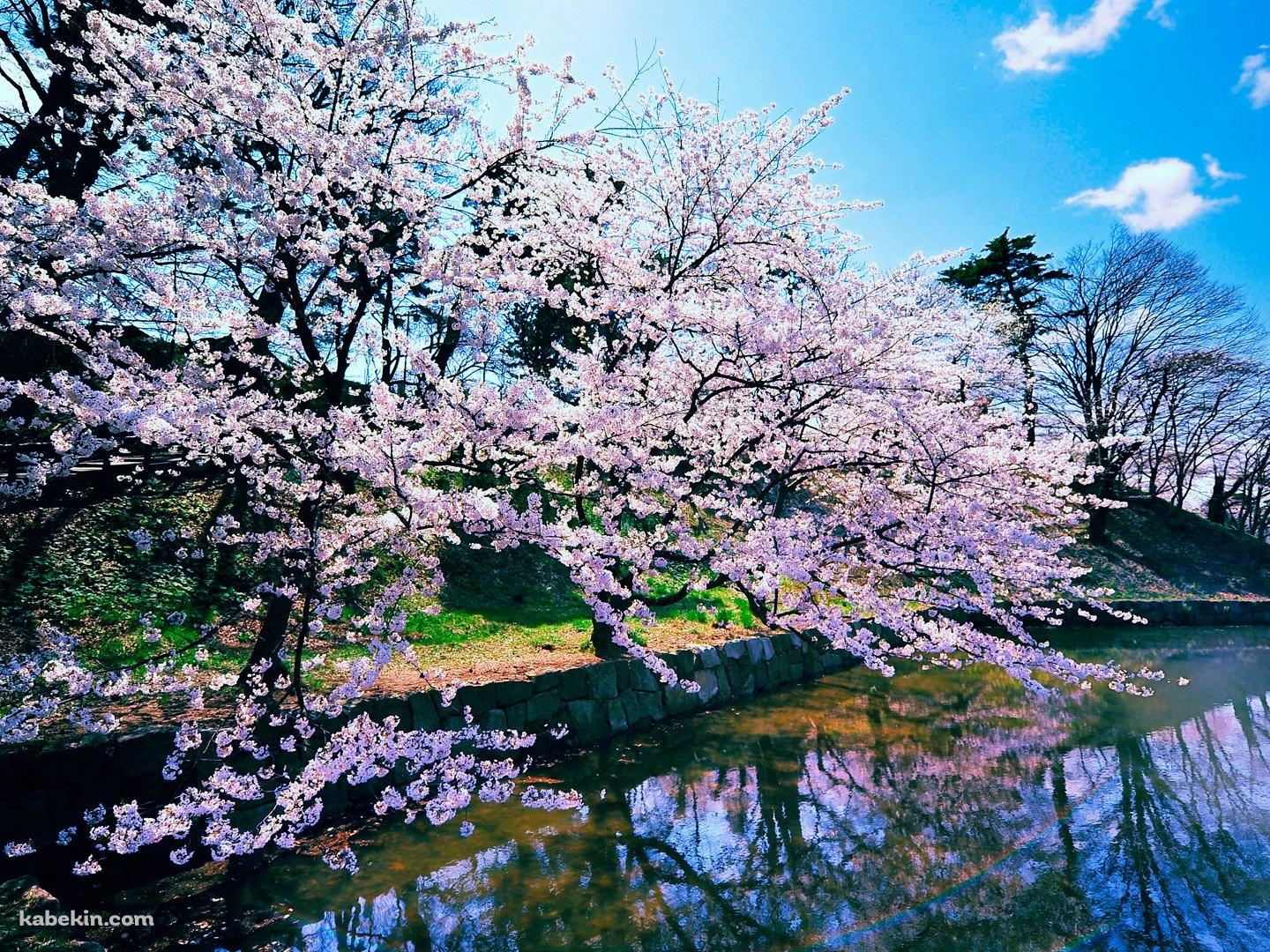 鏡面する桜の木の壁紙(1440px x 1080px) 高画質 PC・デスクトップ用