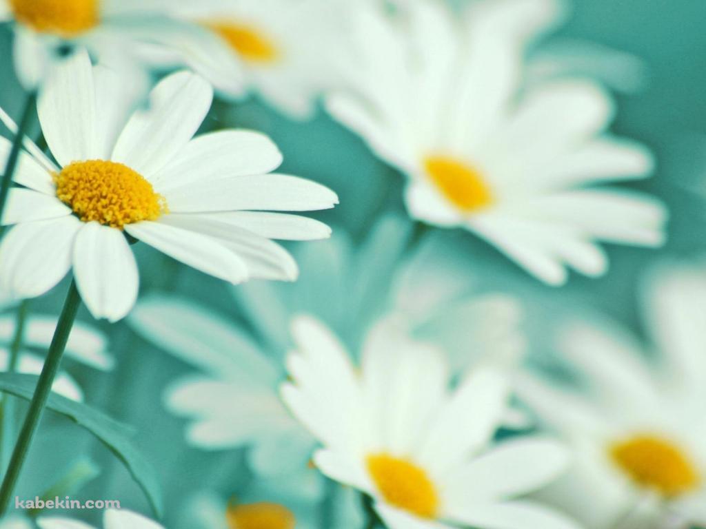 白いマーガレットの花畑の壁紙(1024px x 768px) 高画質 PC・デスクトップ用