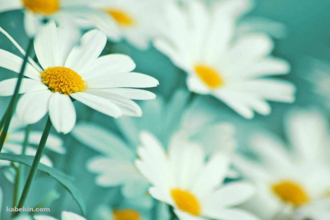 白いマーガレットの花畑の壁紙(1152px x 768px) 高画質 PC・デスクトップ用