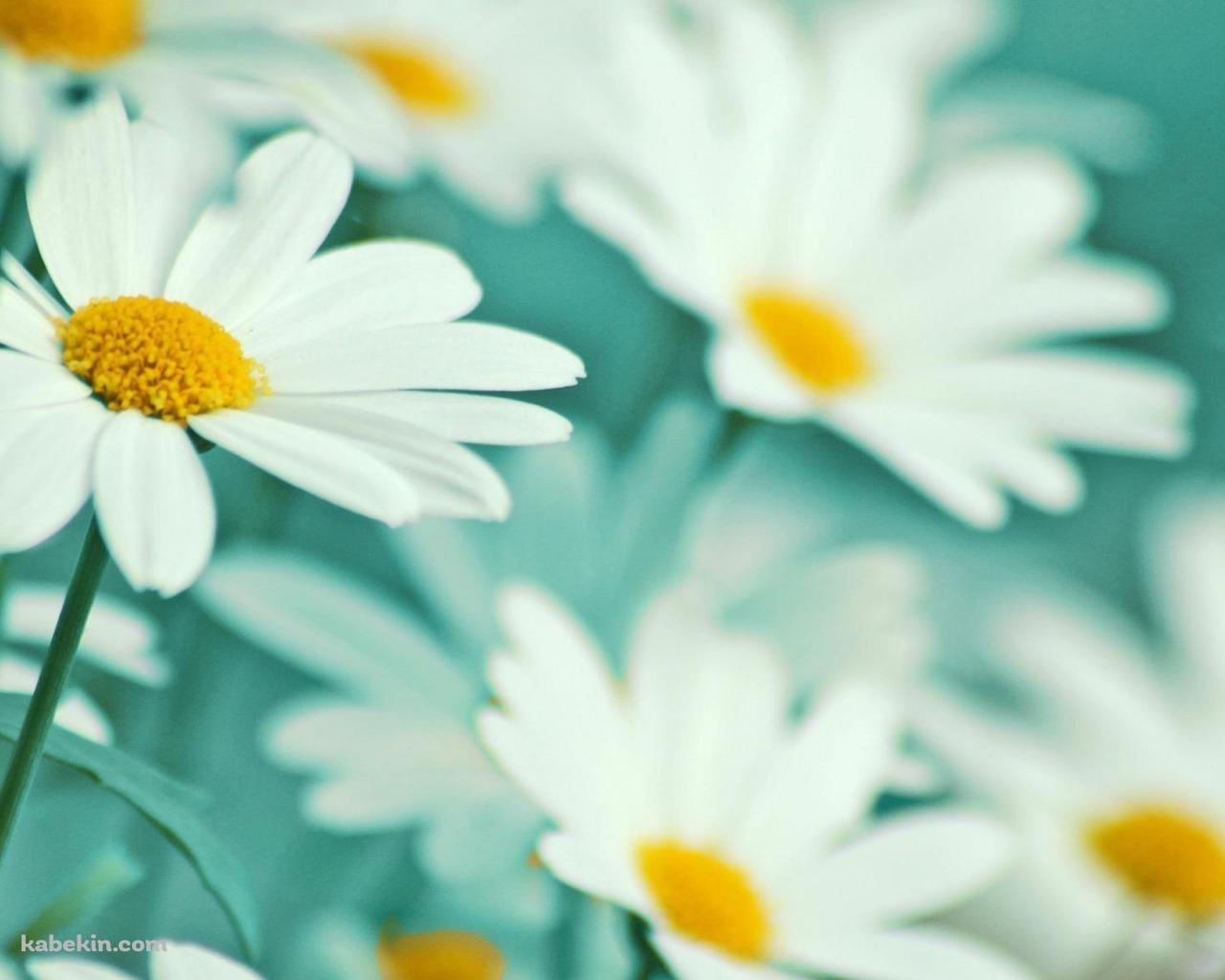 白いマーガレットの花畑の壁紙(1280px x 1024px) 高画質 PC・デスクトップ用