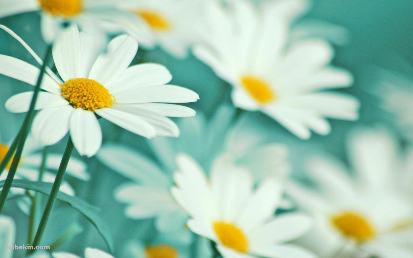 白いマーガレットの花畑の壁紙(1440px x 900px) 高画質 PC・デスクトップ用