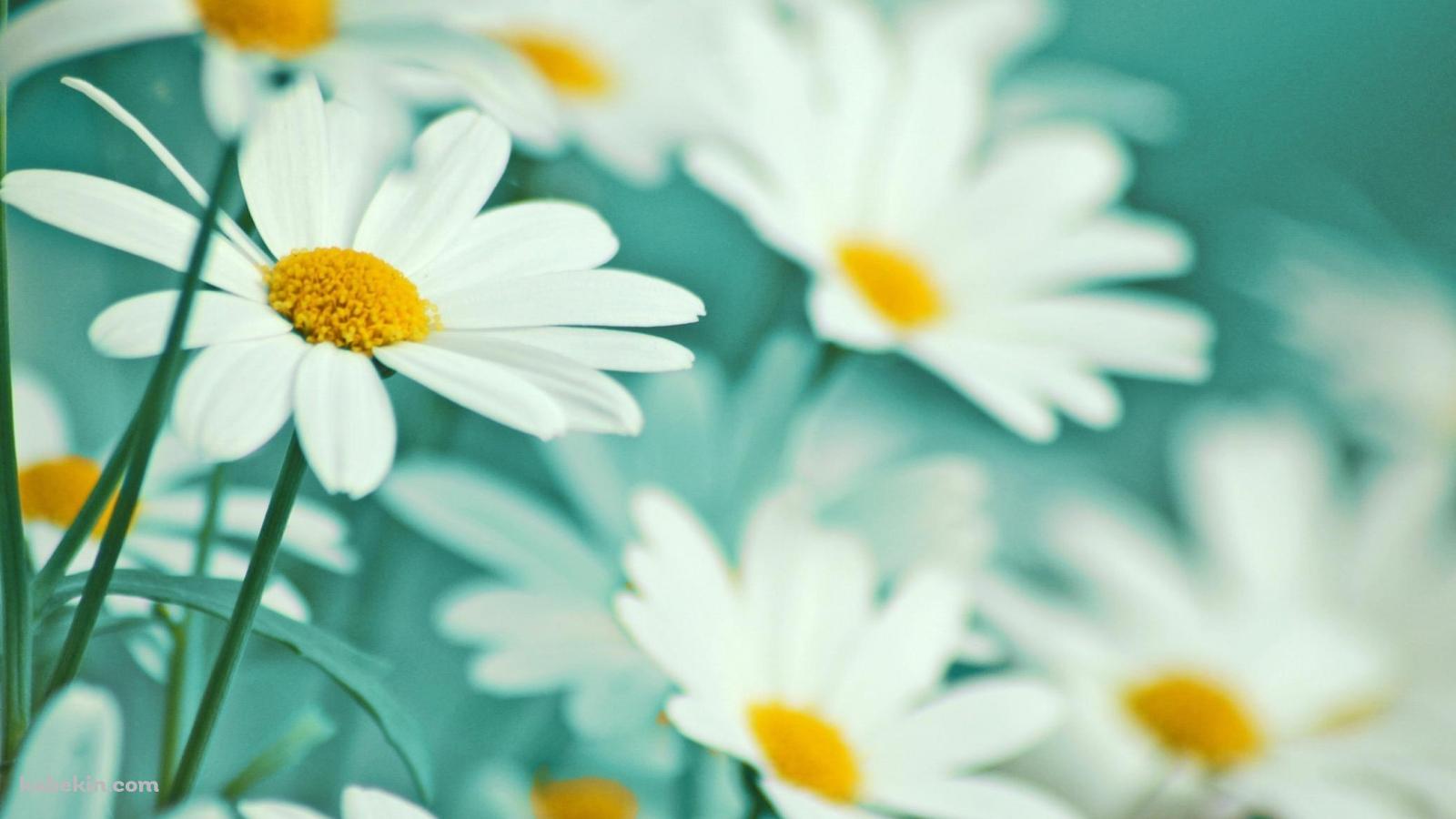白いマーガレットの花畑の壁紙(1600px x 900px) 高画質 PC・デスクトップ用