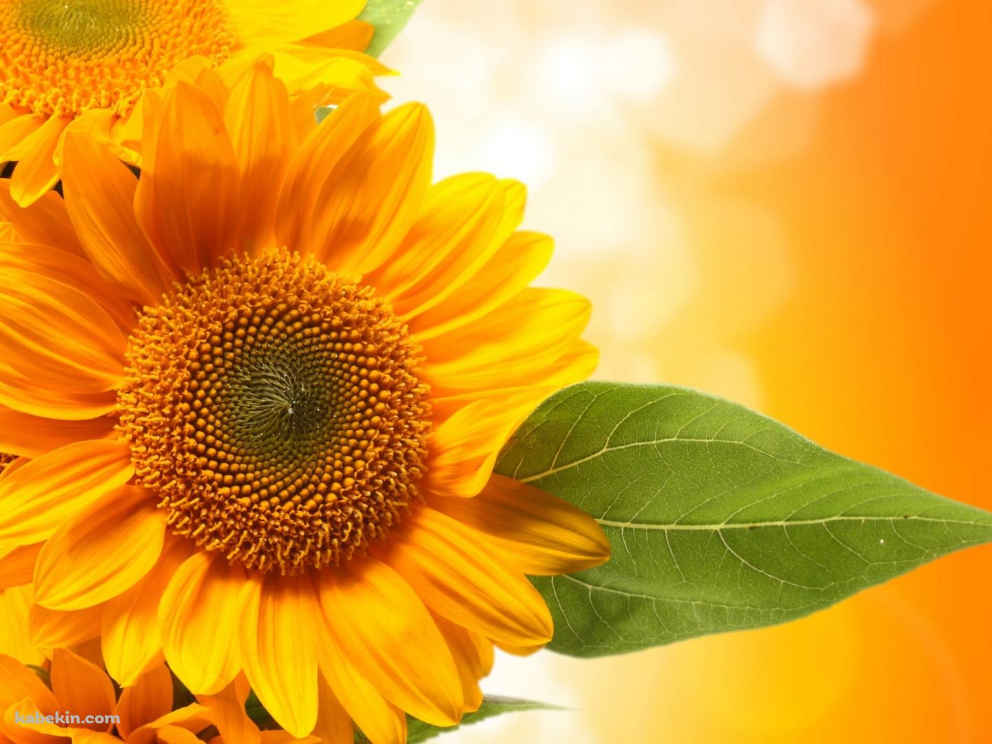 sunflowersの壁紙(1440px x 1080px) 高画質 PC・デスクトップ用