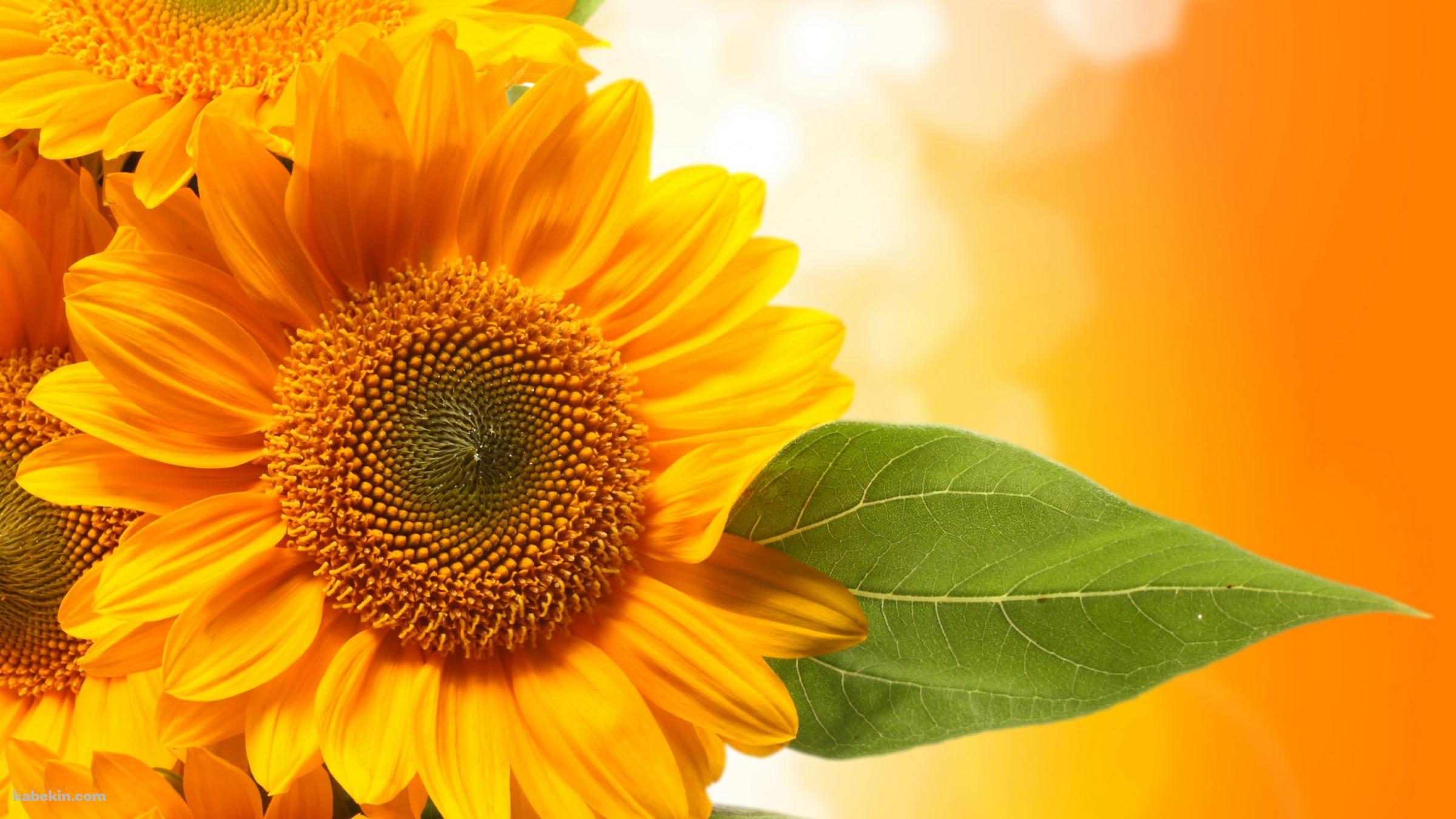 sunflowersの壁紙(2400px x 1350px) 高画質 PC・デスクトップ用