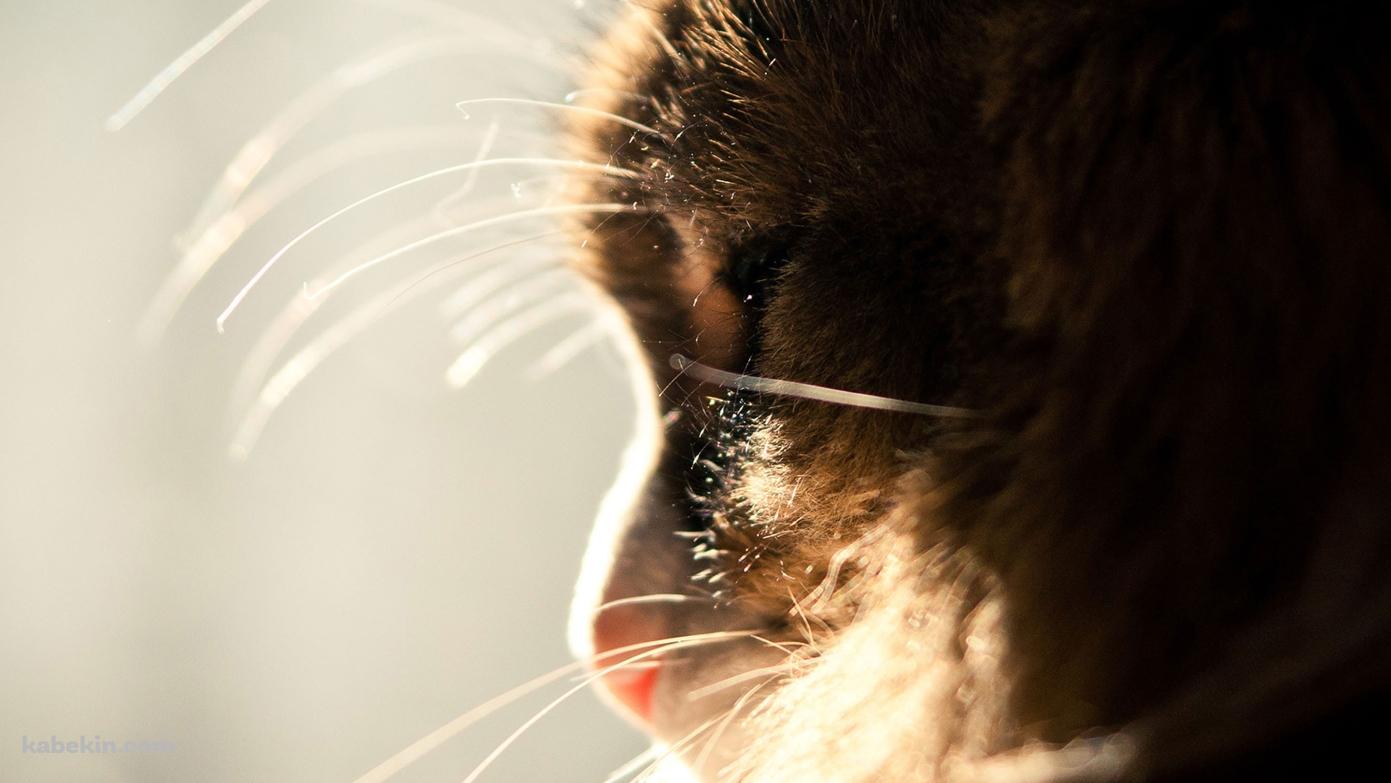猫の横顔の壁紙(1391px x 783px) 高画質 PC・デスクトップ用