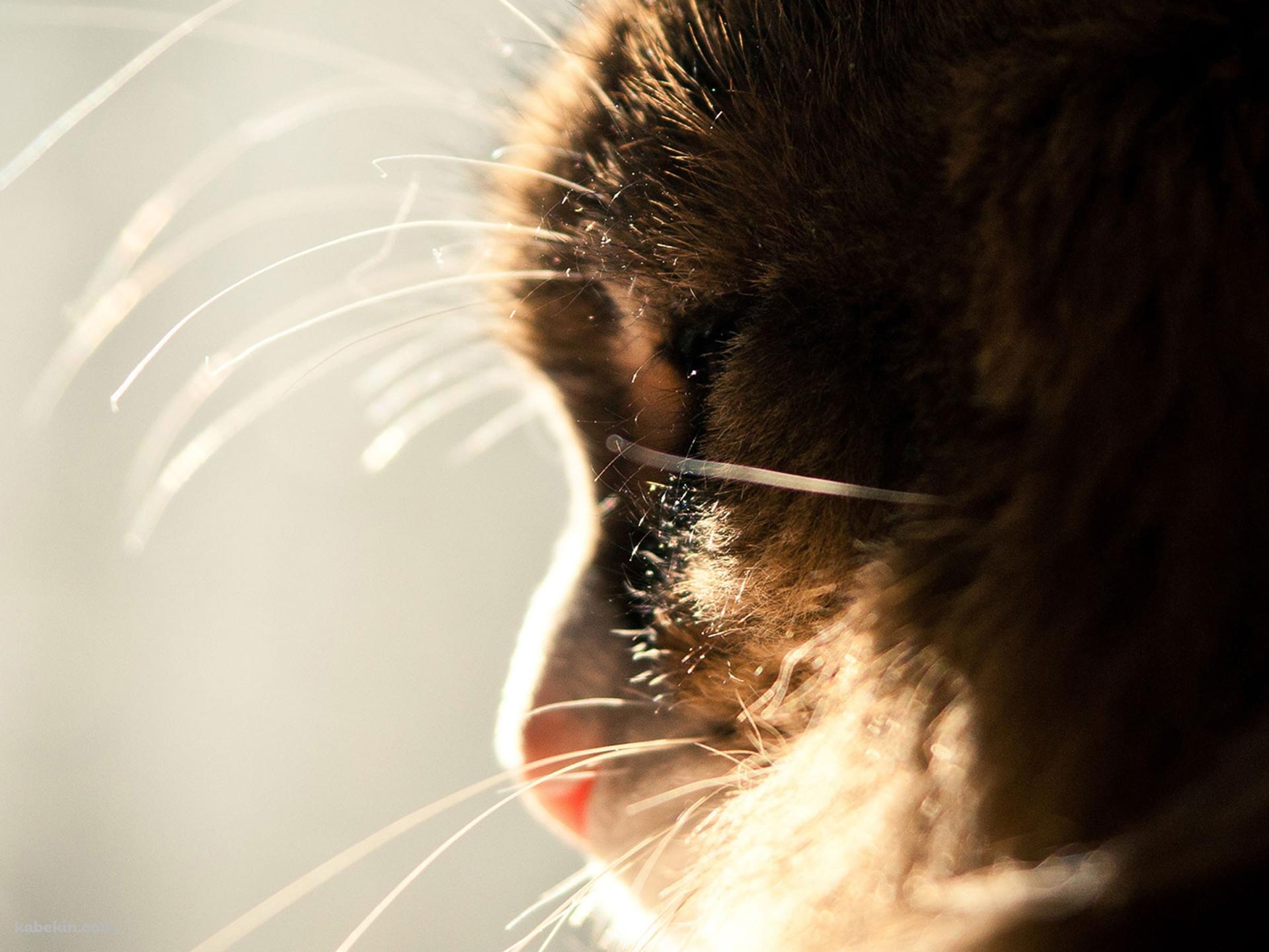 猫の横顔の壁紙(1920px x 1440px) 高画質 PC・デスクトップ用