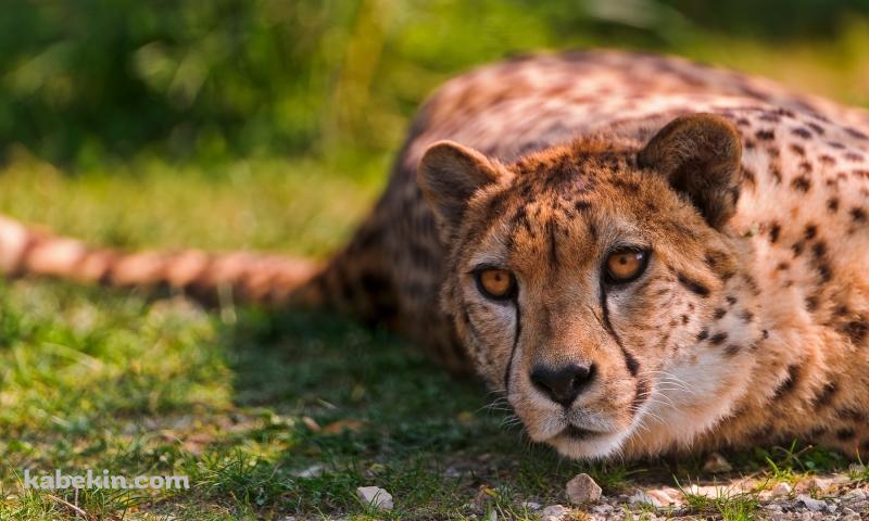 寝ているチーターの壁紙(800px x 480px) 高画質 PC・デスクトップ用