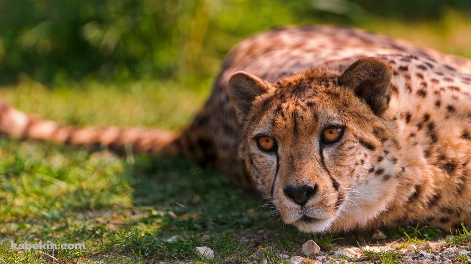 寝ているチーターの壁紙(960px x 540px) 高画質 PC・デスクトップ用