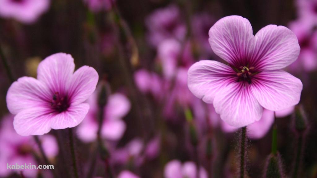 ピンクの花の壁紙(1024px x 576px) 高画質 PC・デスクトップ用