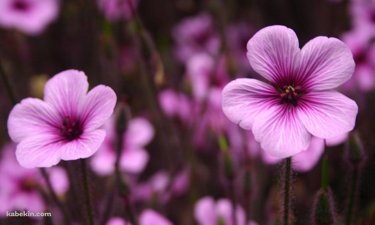 ピンクの花の壁紙(1280px x 768px) 高画質 PC・デスクトップ用