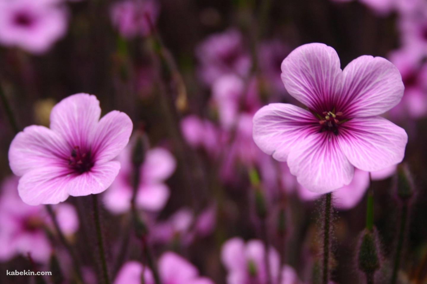 ピンクの花の壁紙(1440px x 960px) 高画質 PC・デスクトップ用