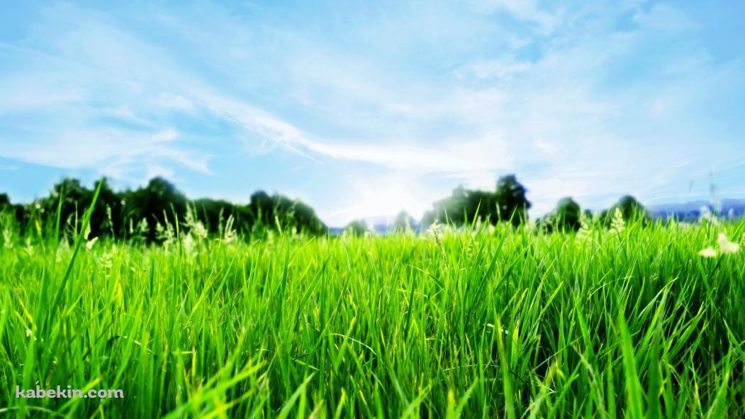 綺麗な草原の壁紙(1051px x 591px) 高画質 PC・デスクトップ用