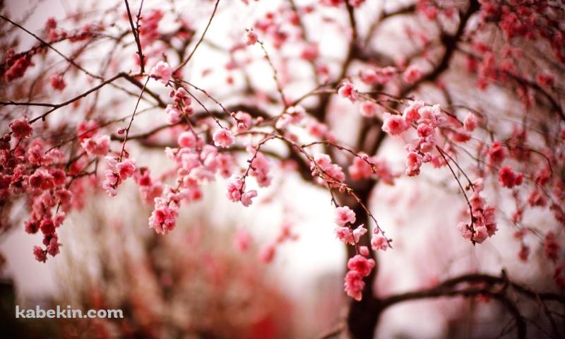 ピンク 綺麗な梅の花の壁紙(800px x 480px) 高画質 PC・デスクトップ用