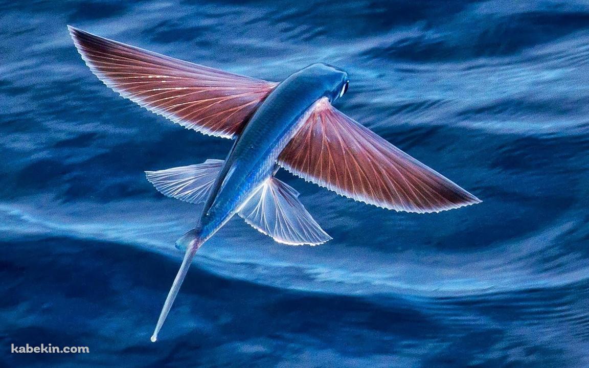 トビウオの壁紙(1152px x 720px) 高画質 PC・デスクトップ用
