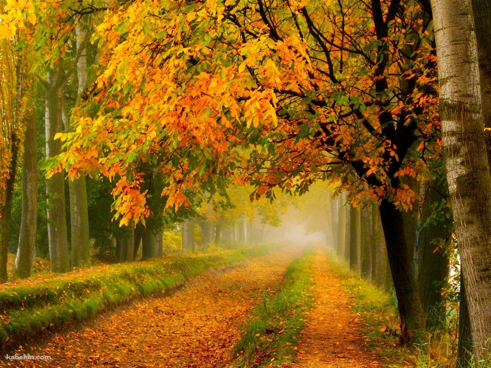秋 綺麗な紅葉の壁紙(1680px x 1260px) 高画質 PC・デスクトップ用