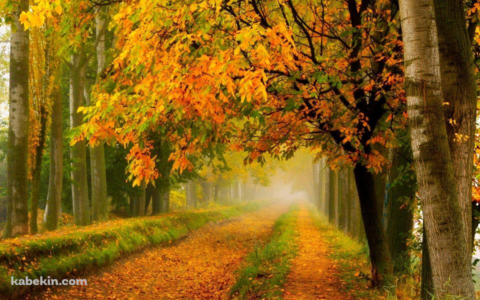 秋 綺麗な紅葉の壁紙(960px x 600px) 高画質 PC・デスクトップ用