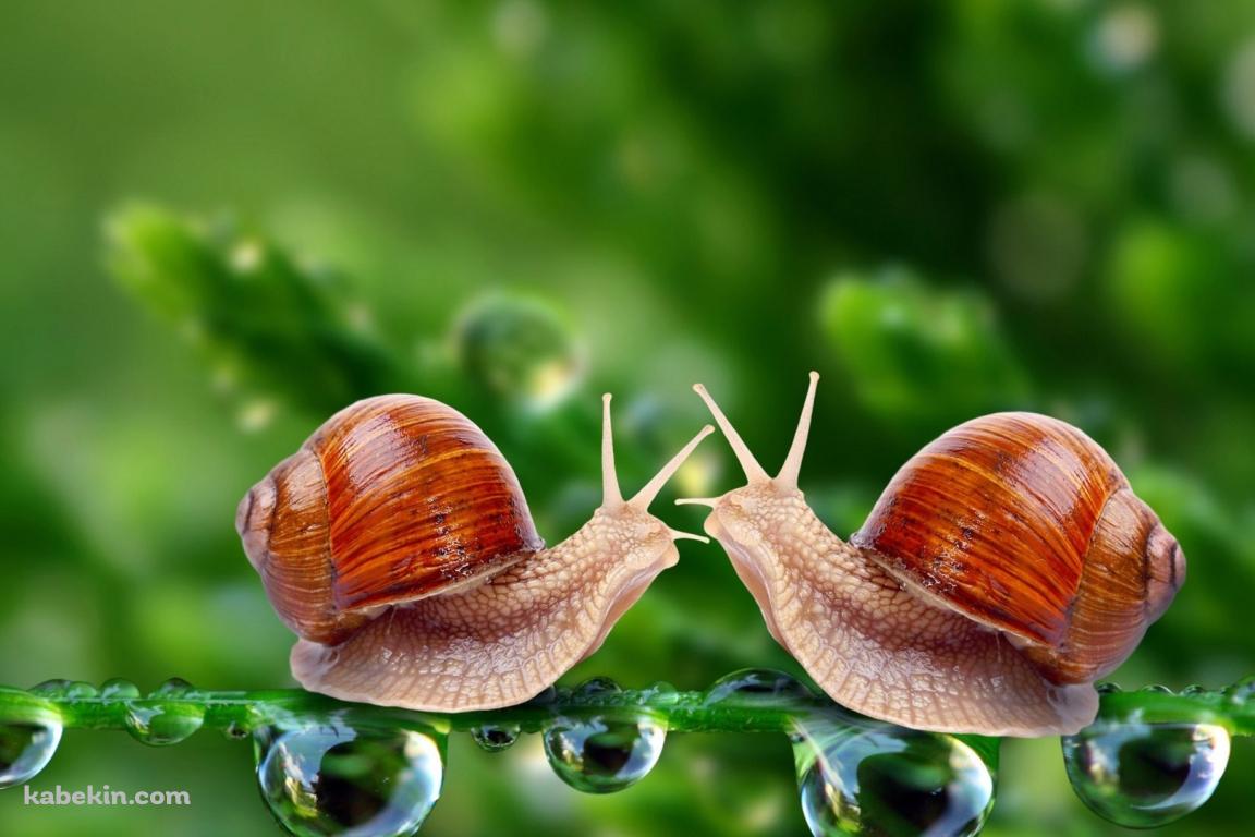 2匹のかたつむりの壁紙(1152px x 768px) 高画質 PC・デスクトップ用