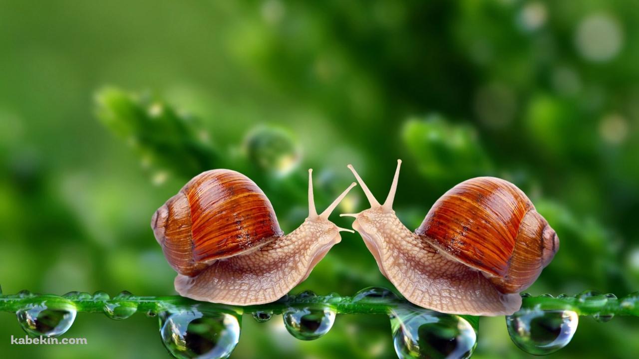 2匹のかたつむりの壁紙(1280px x 720px) 高画質 PC・デスクトップ用