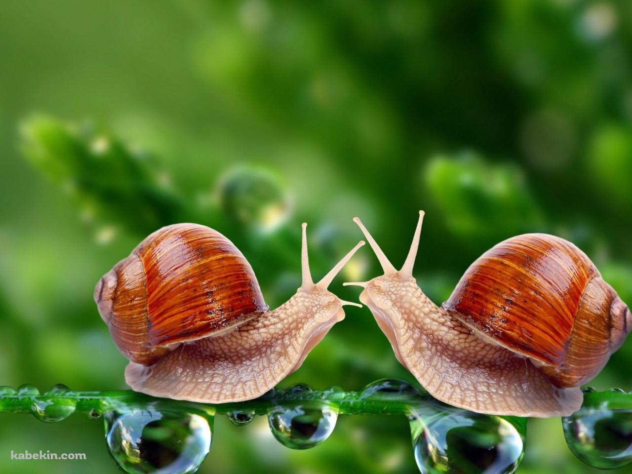 2匹のかたつむりの壁紙(1280px x 960px) 高画質 PC・デスクトップ用