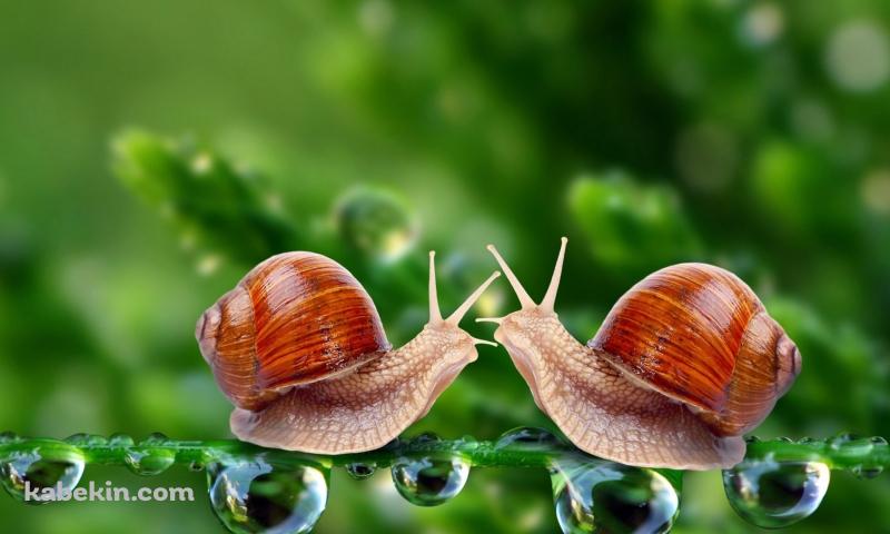 2匹のかたつむりの壁紙(800px x 480px) 高画質 PC・デスクトップ用