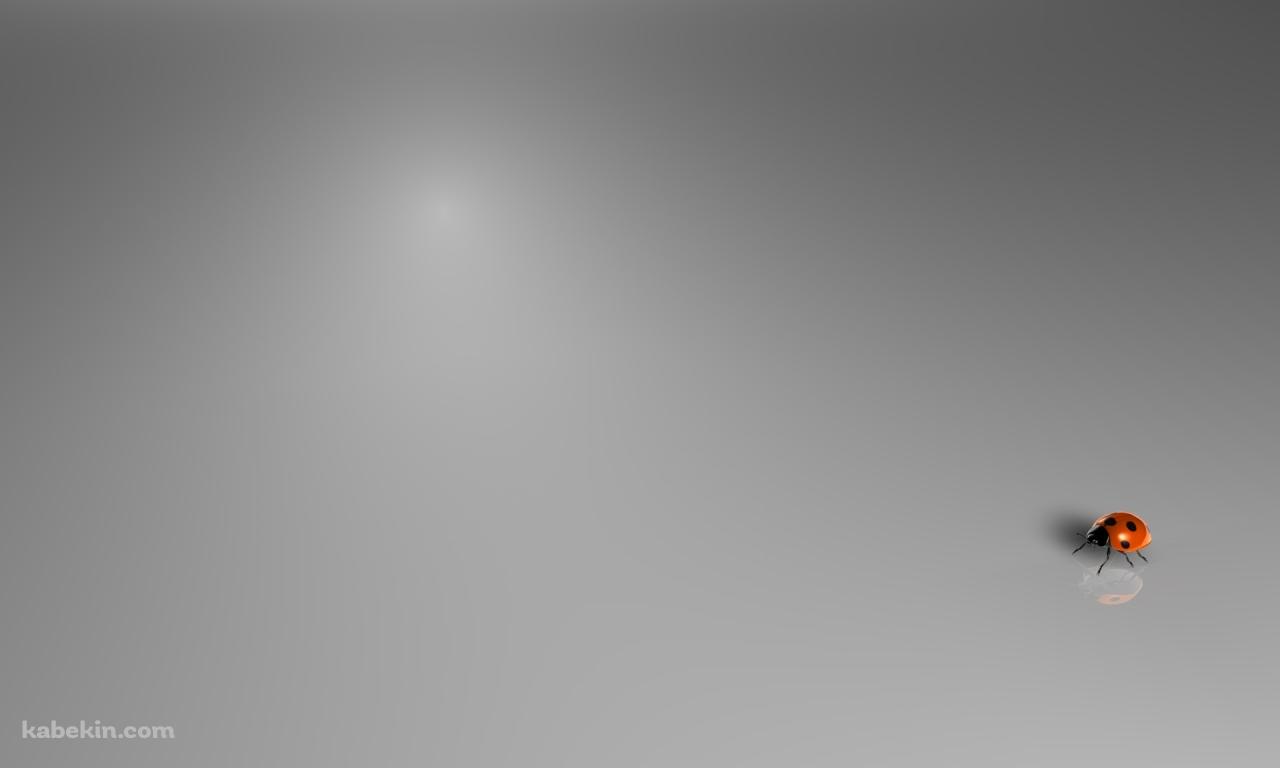 小さいテントウムシの壁紙(1280px x 768px) 高画質 PC・デスクトップ用